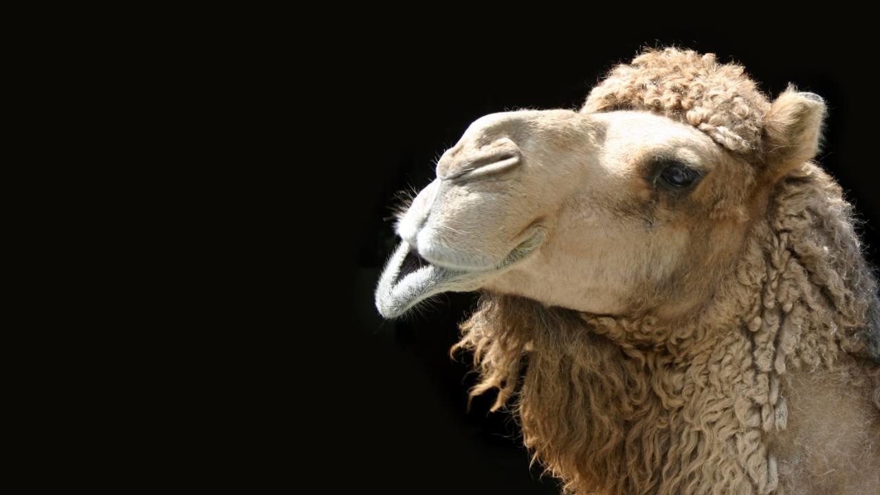 Calcular Cuantos Camellos Valgo