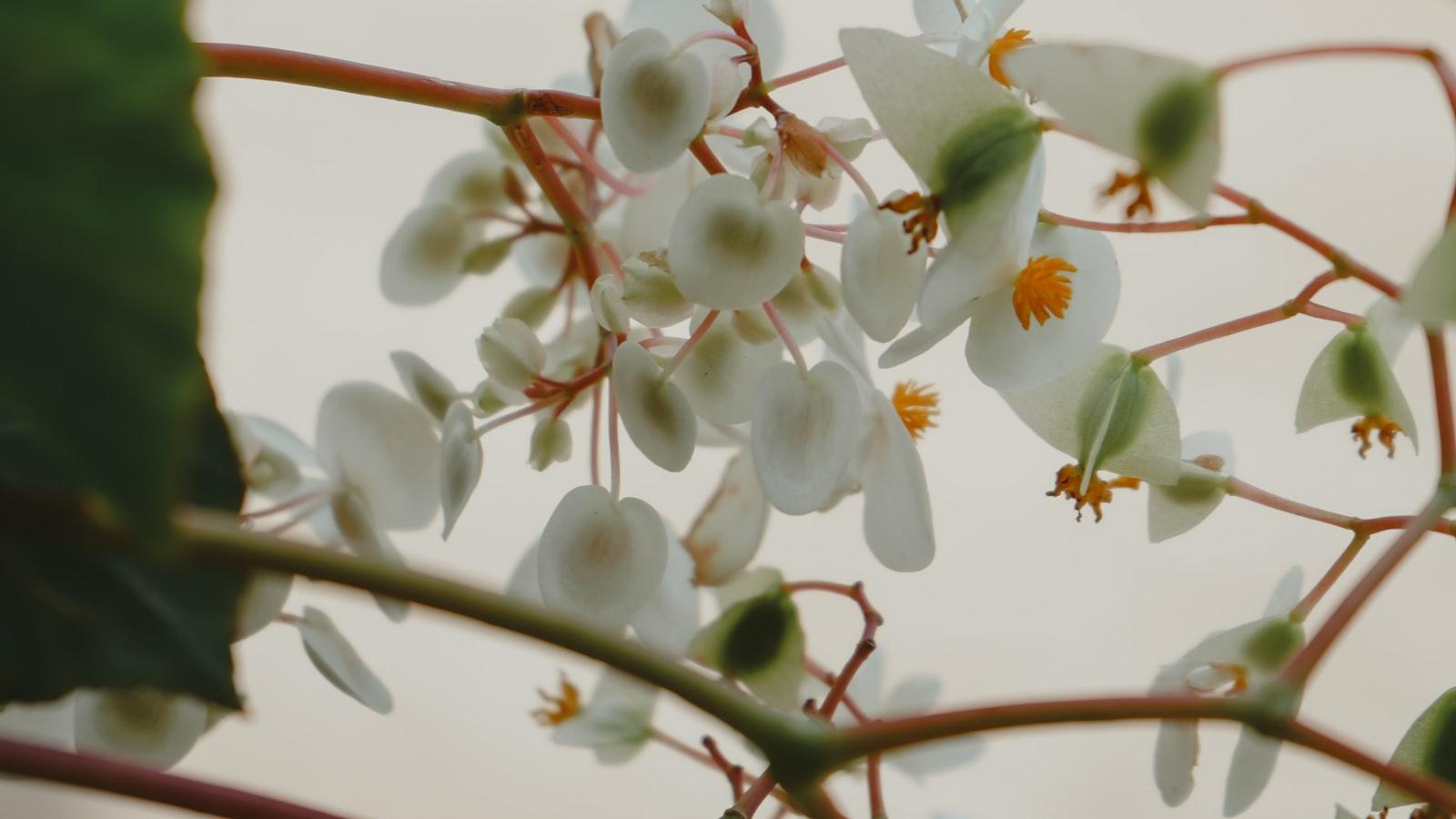 Calculadora PequeñA