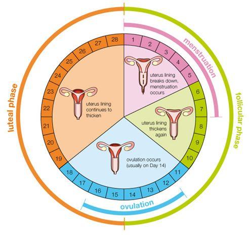 Calcular Dia De Ovulacion