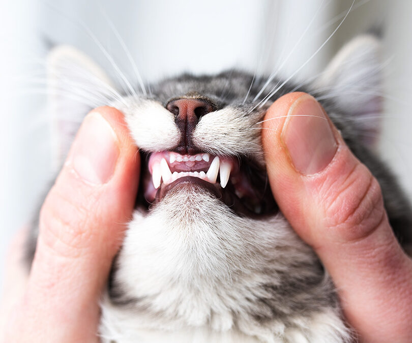 Calcular la edad del gato |